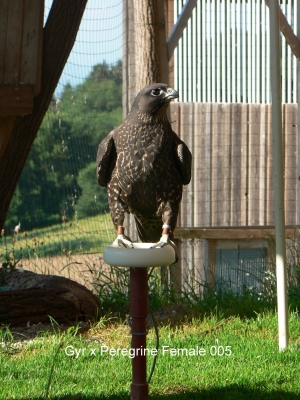 Falcons Mohr - gyr-peregrine falcon female