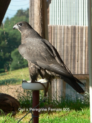 Falcons Mohr - gyr-peregrine falcon female