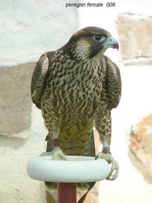 Falcons Mohr - peregrine falcon female