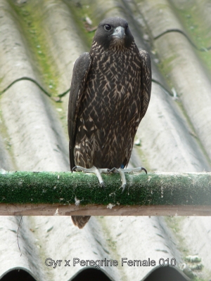 Falcons Mohr - gyr-peregrine falcon female