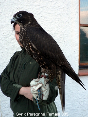 Falcons Mohr - gyr-peregrine falcon female