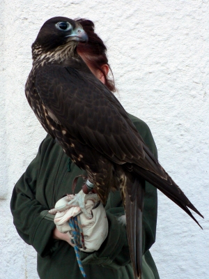 Falcons Mohr - gyr-peregrine falcon female