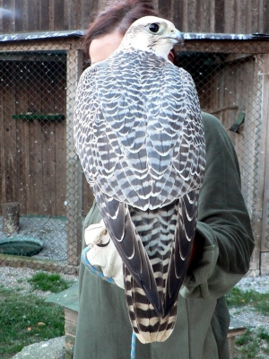 Falcons Mohr - gyr-peregrine falcon female