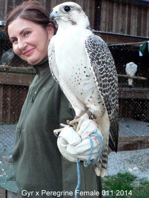 Falcons Mohr - gyr-peregrine falcon female