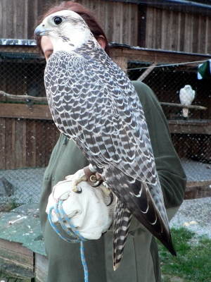 Falcons Mohr - gyr-peregrine falcon female