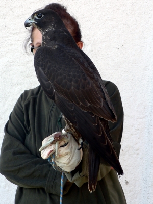 Falcons Mohr - gyr-peregrine falcon female