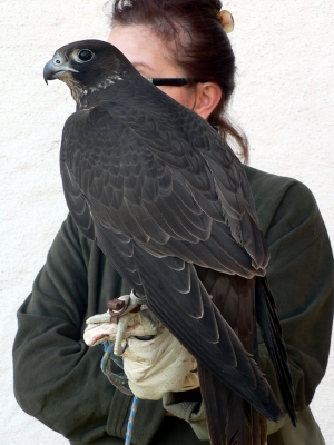 Falcons Mohr - gyr-peregrine falcon female