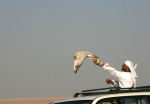 Falcons Mohr - united arab emirates