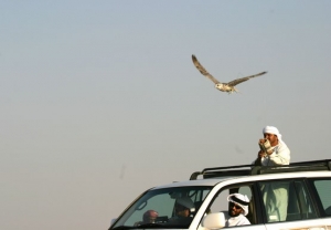 Falcons Mohr - united arab emirates