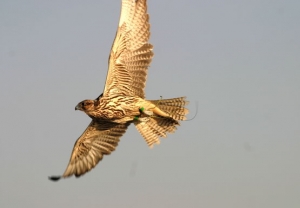 Falcons Mohr - united arab emirates