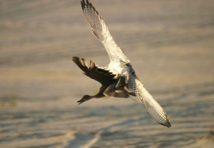 Falcons Mohr - united arab emirates