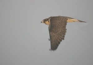 Falcons Mohr - united arab emirates