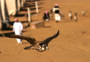 Falcons Mohr - united arab emirates