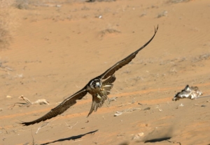 Falcons Mohr - united arab emirates