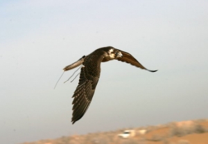 Falcons Mohr - united arab emirates