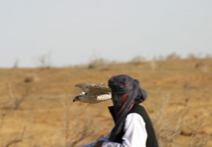 Falcons Mohr - united arab emirates