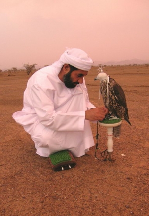 Falcons Mohr - united arab emirates