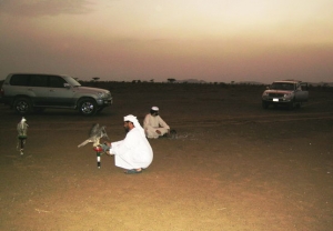 Falcons Mohr - united arab emirates