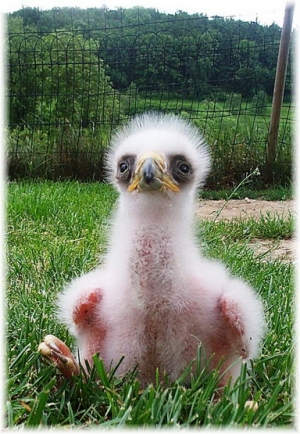 Falcons Mohr - golden eagle breeding