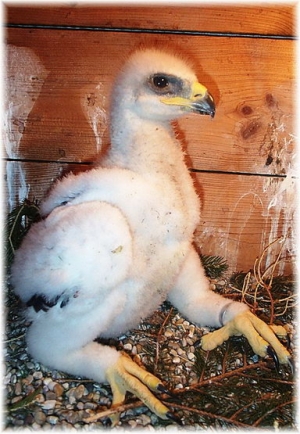 Falcons Mohr - golden eagle breeding