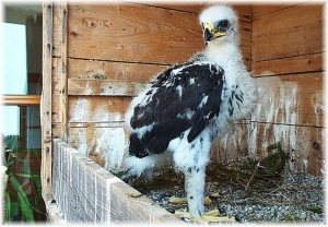Falcons Mohr - golden eagle breeding