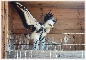 Falcons Mohr - golden eagle breeding