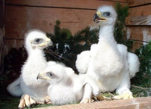 Falcons Mohr - golden eagle breeding