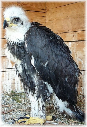 Falcons Mohr - golden eagle breeding