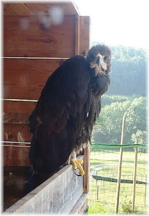 Falcons Mohr - golden eagle breeding