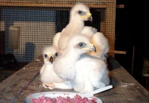 Falcons Mohr - golden eagle breeding