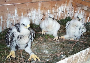 Falcons Mohr - golden eagle breeding