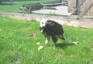 Falcons Mohr - golden eagle breeding