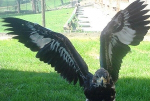 Falcons Mohr - golden eagle breeding