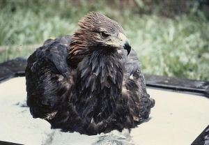 Falcons Mohr - steinadler