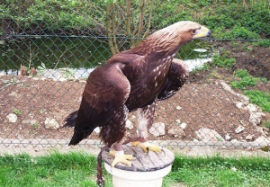 Falcons Mohr - golden eagles