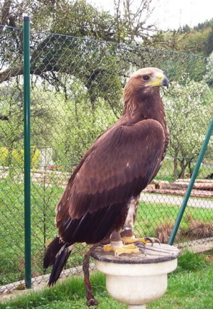 Falcons Mohr - golden eagles