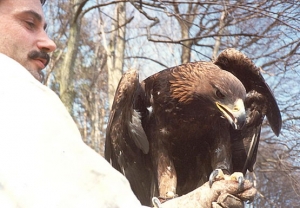 Falcons Mohr - golden eagles