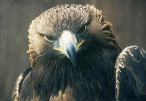 Falcons Mohr - steinadler