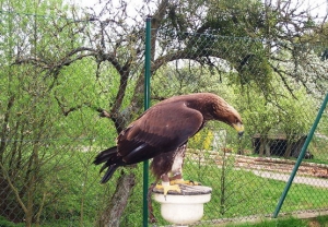 Falcons Mohr - golden eagles