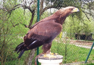 Falcons Mohr - golden eagles