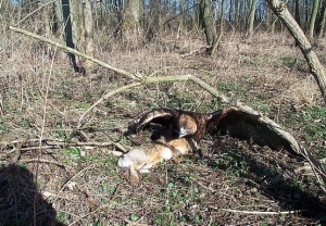 Falcons Mohr - golden eagle hunting