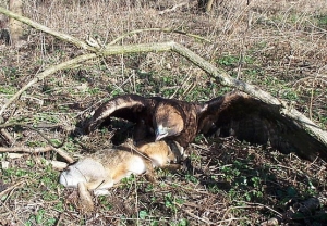 Falcons Mohr - golden eagle hunting