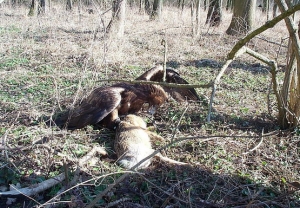 Falcons Mohr - Golden Eagle Hunting