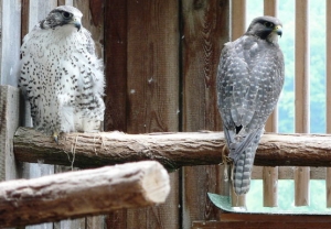 Falcons Mohr - gerfalken