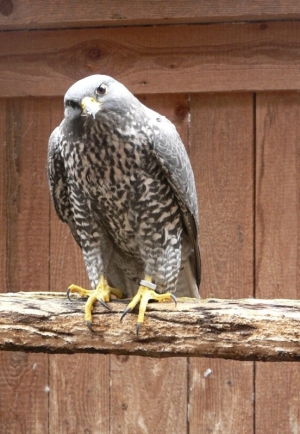 Falcons Mohr - gerfalken