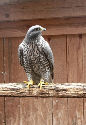 Falcons Mohr - gyrfalcons