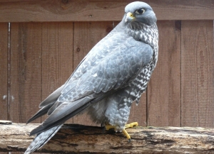 Falcons Mohr - gyrfalcons