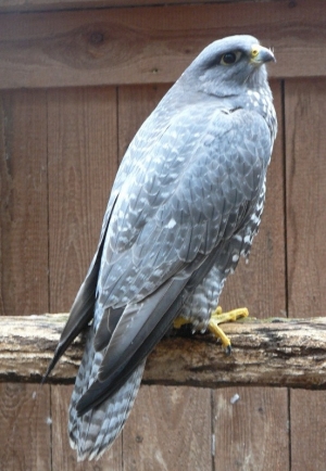 Falcons Mohr - gyrfalcons