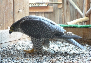 Falcons Mohr - gyrfalcons