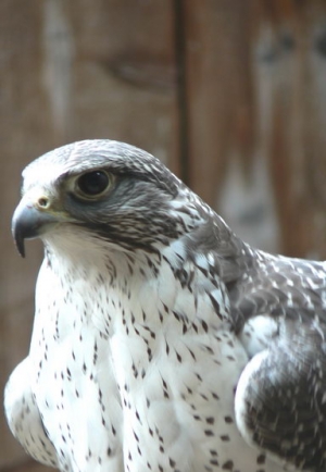 Falcons Mohr - gerfalken